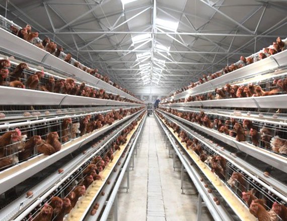 A Frame Automatic Chicken Layer Cage Poultry Cages Hot Galvanized Steel