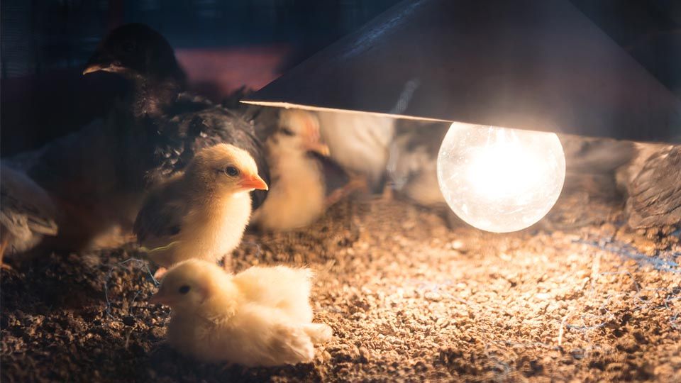 What's the importance of lighting and feeding control of caged broile