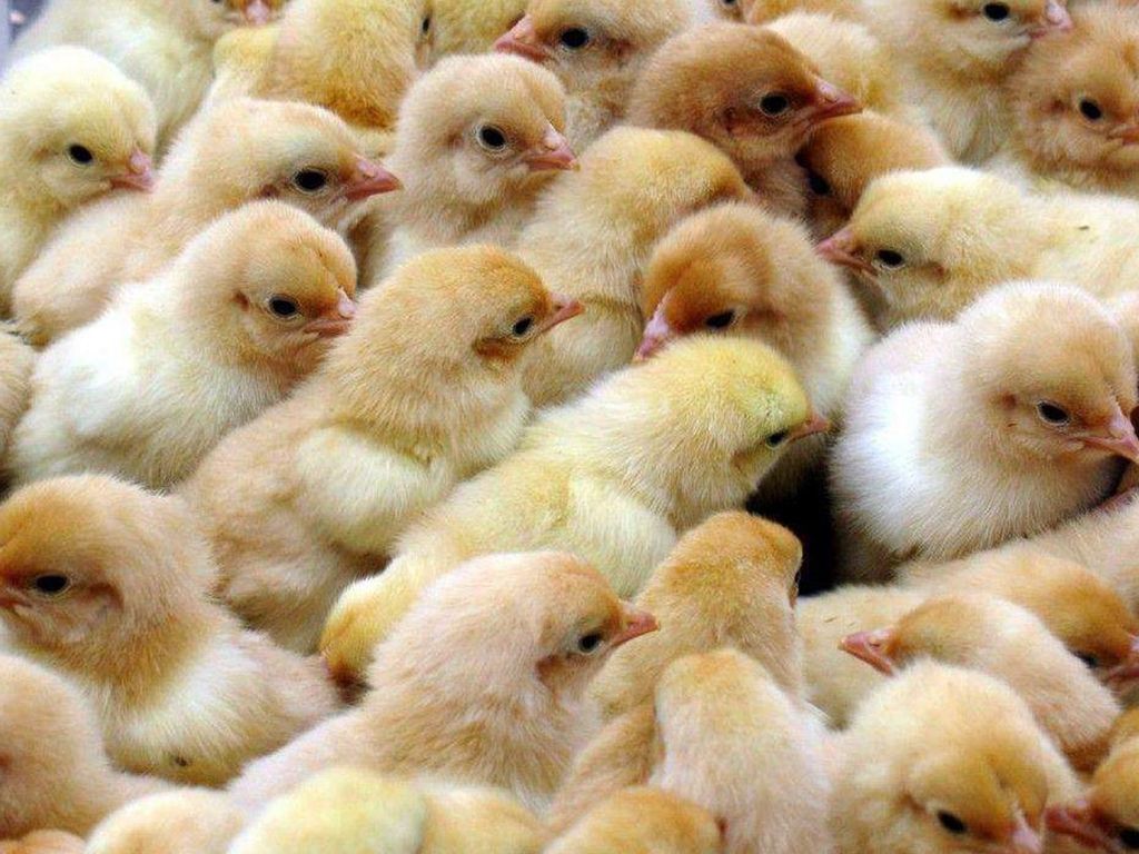 How to breed broilers scientifically and efficiently（1）