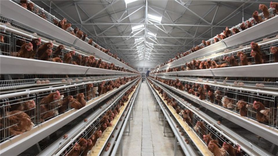 500010000 layer poultry chicken commercial farm introduction