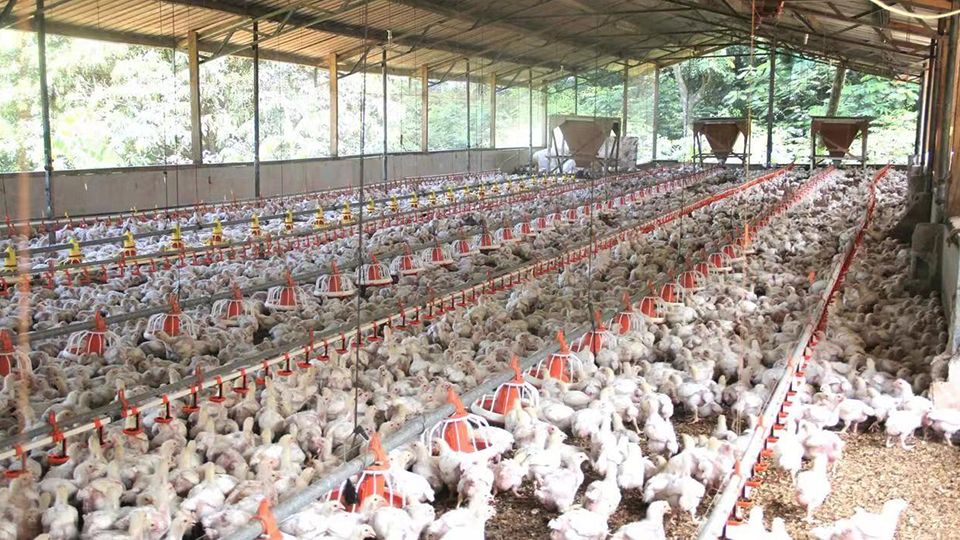 commercial-chicken-houses-maximize-your-poultry-production